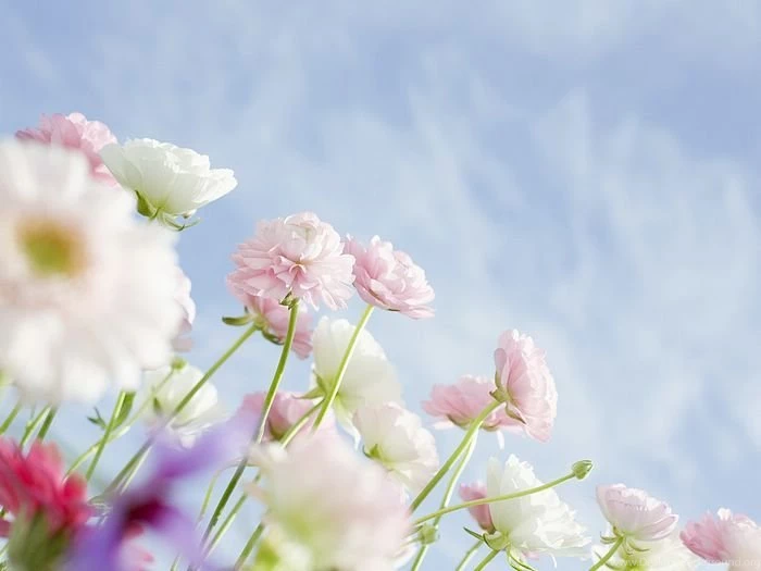 Pink Ranunculus , Ranunculus Flowers Under Blue Sky (1920+1600 ...