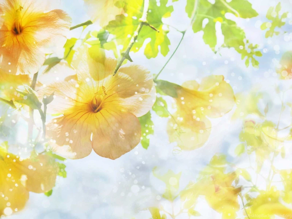 Beautiful Flowers Backgrounds Wallpapers Free Beautiful Flowers ...