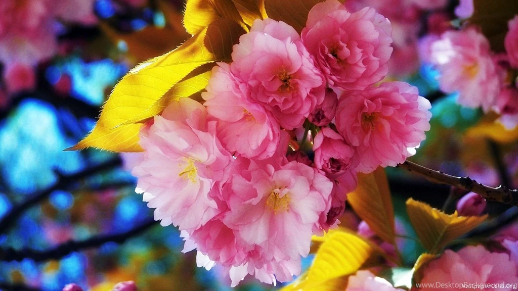 Flowers Wallpapers — Free Full HD Wallpaper. Widescreen HQ Desktop ...