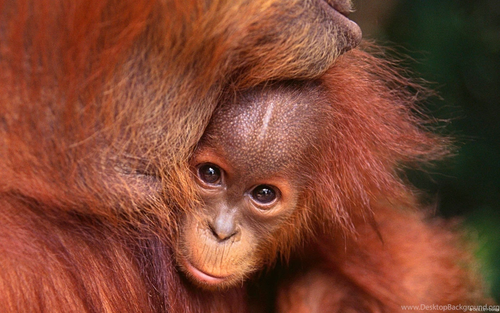 Nature Animals Baby Animals Orangutans Wallpapers