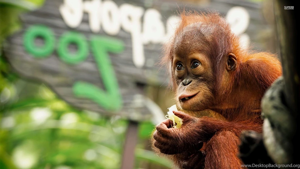 Baby Orangutan Wallpapers   Animal Wallpapers