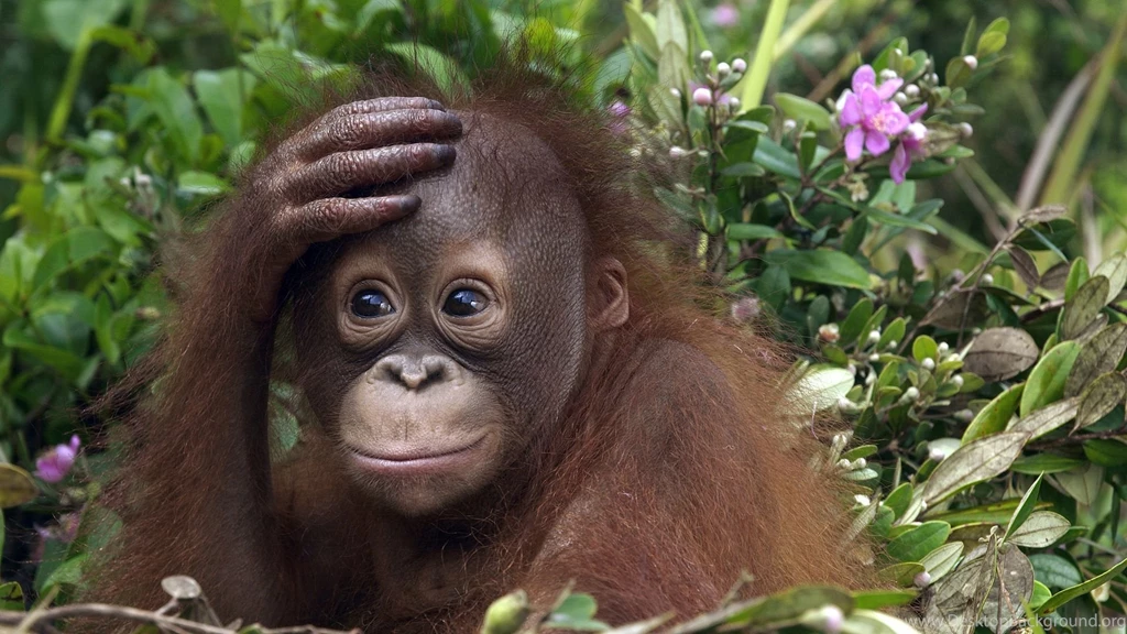 Baby Orangutan Widescreen Wallpapers