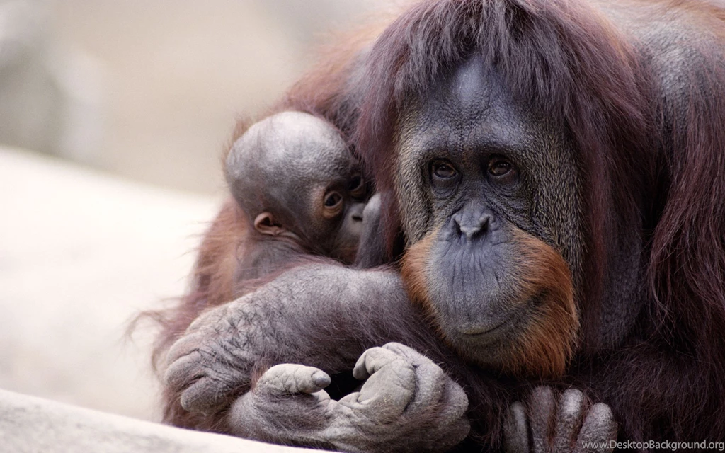 Orangutan HD Wallpapers