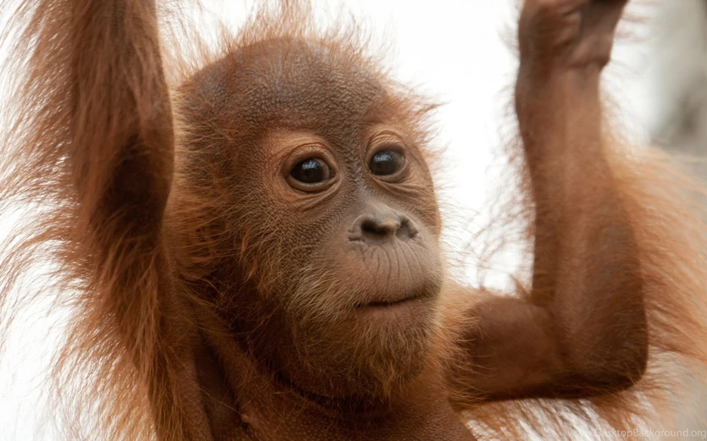 59 Orangutan HD Wallpapers