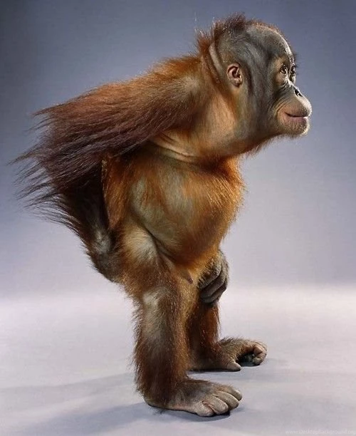 Funny Monkey Wallpapers