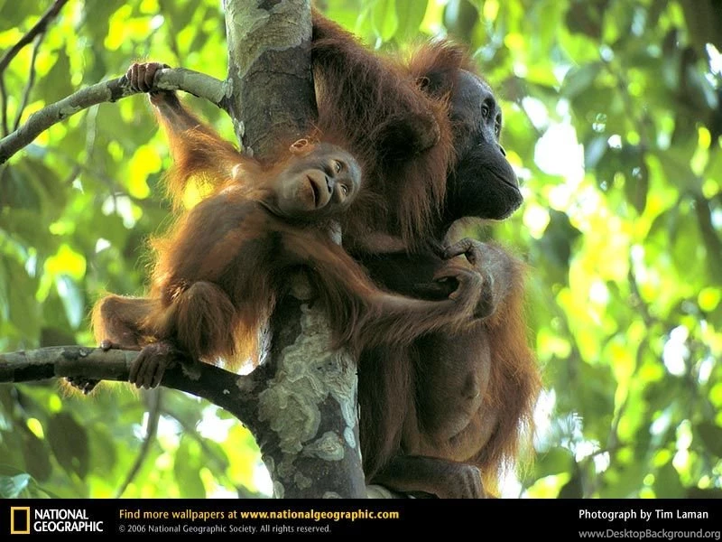 Orangutan Picture, Orangutan Desktop Wallpaper, Free Wallpapers ...
