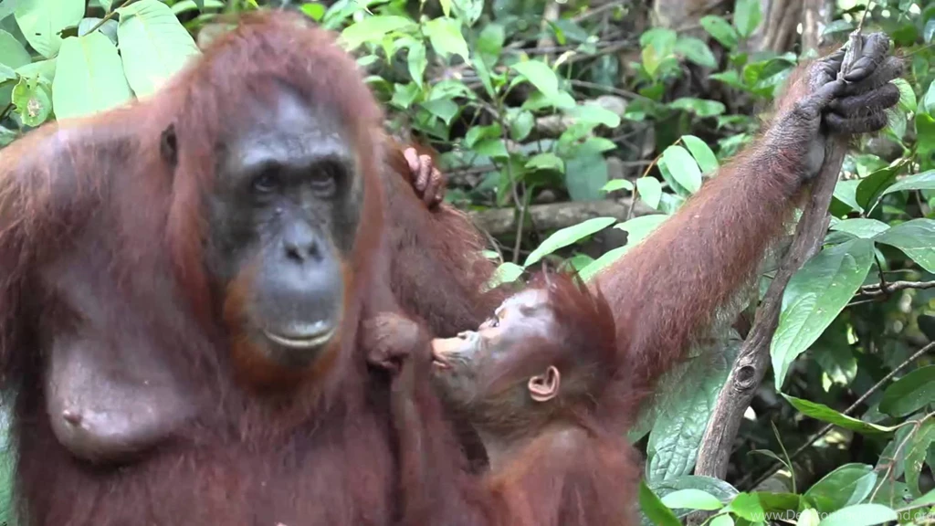 Mother And Baby Orangutan Show Their Love YouTube