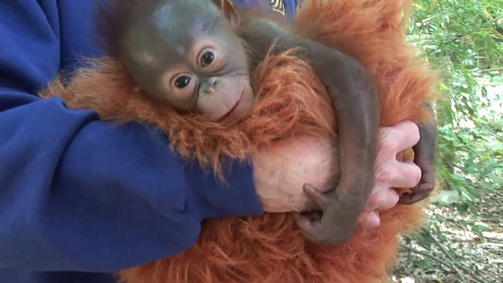 Baby Orangutan Born At The Houston Zoo YouTube