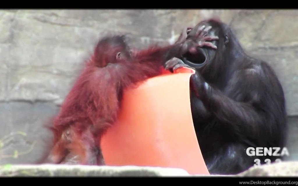 Spoiled Brat Baby Orangutan YouTube