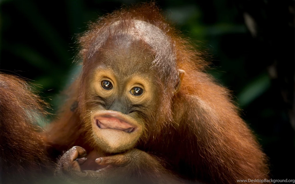 Meymun Wekleri Sorğusuna Uyğun şekilleri Pulsuz Yükle, Bedava Indir