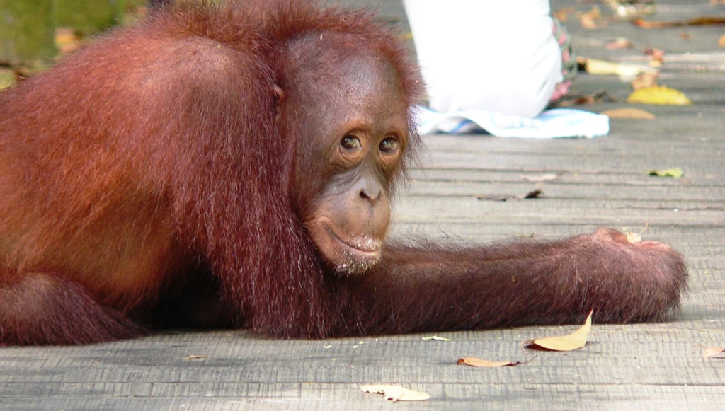 Hanging With The Orangutans In Borneo