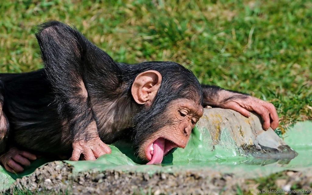 Animal Wallpapers Of A Orangutan Baby