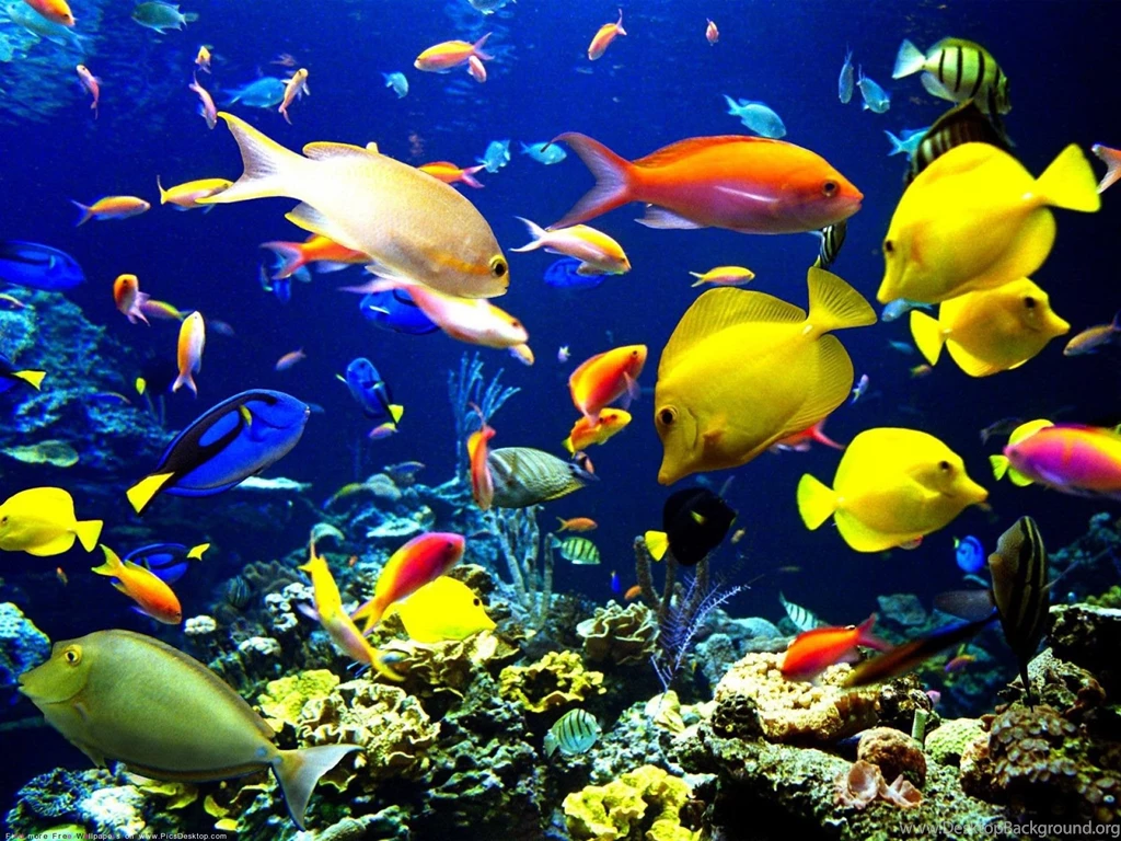 Ocean Life Free Desktop Backgrounds Collection.
