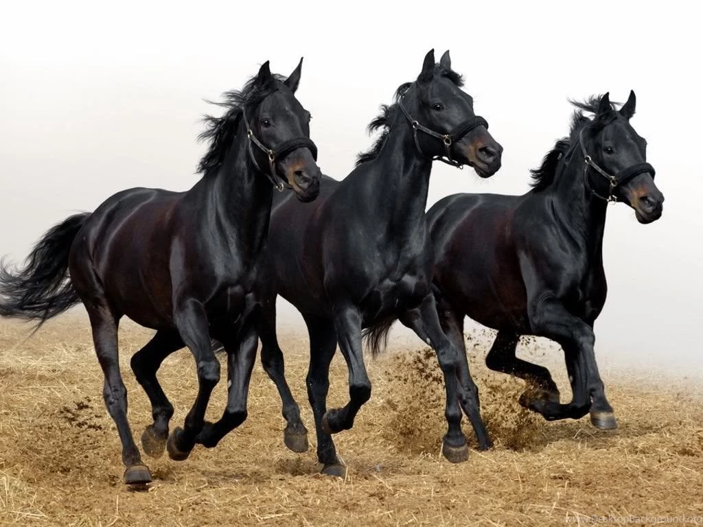 Black horses on white background.jpg Photo By Ride_arcowboy ...
