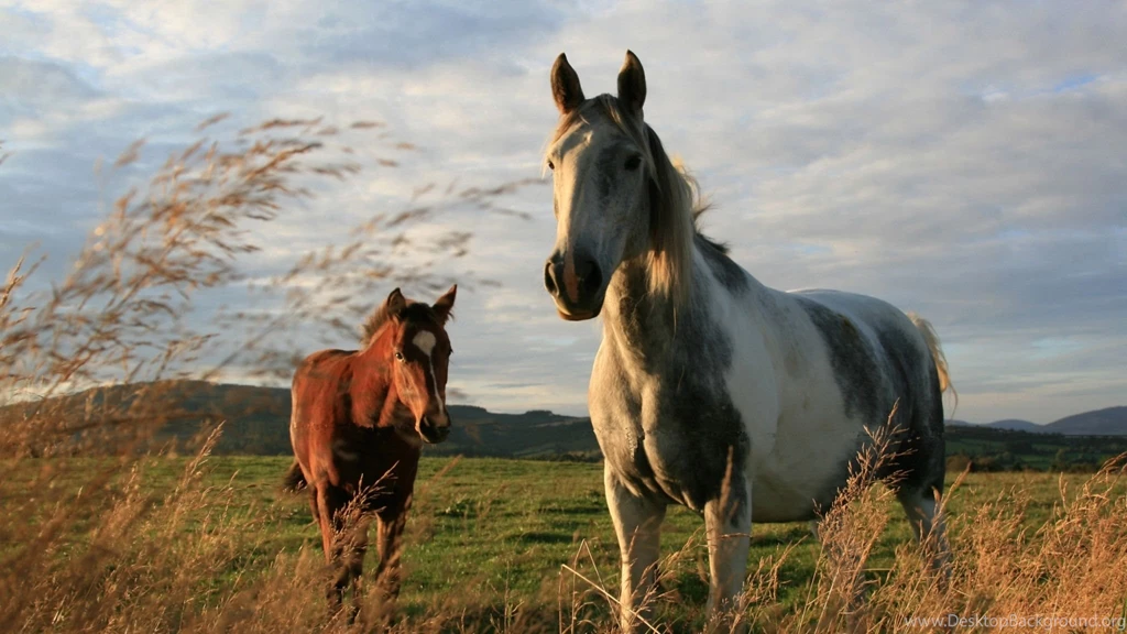 Download Wallpapers 2048x1152 Horses, Couple, Field, Grass HD HD ...