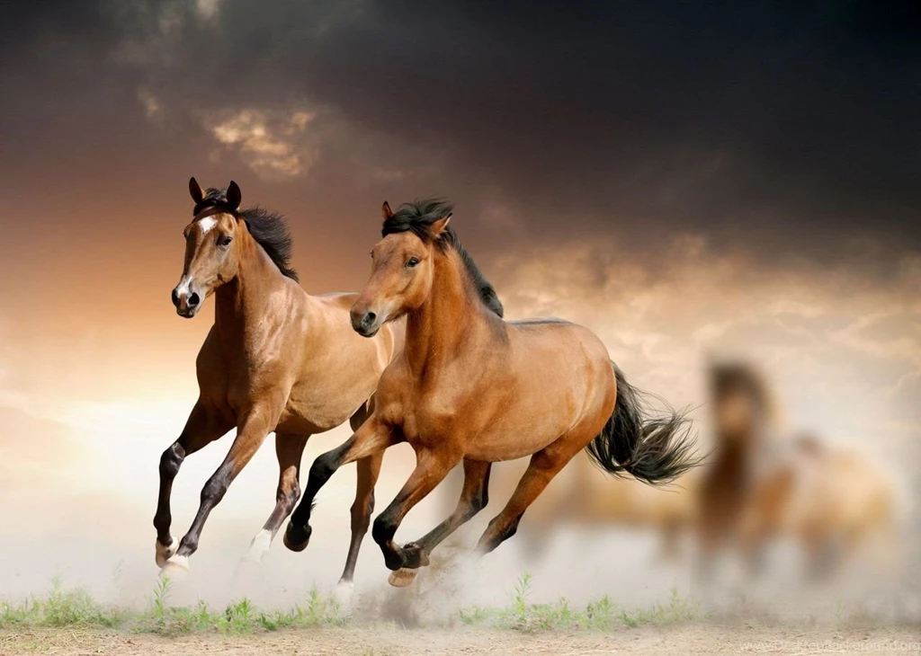Horses: Horses Animal Horse Run HD Backgrounds For HD 16:9 High ...