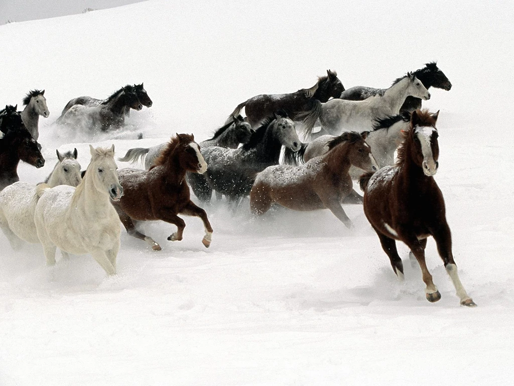 Horses Wallpaper.jpg