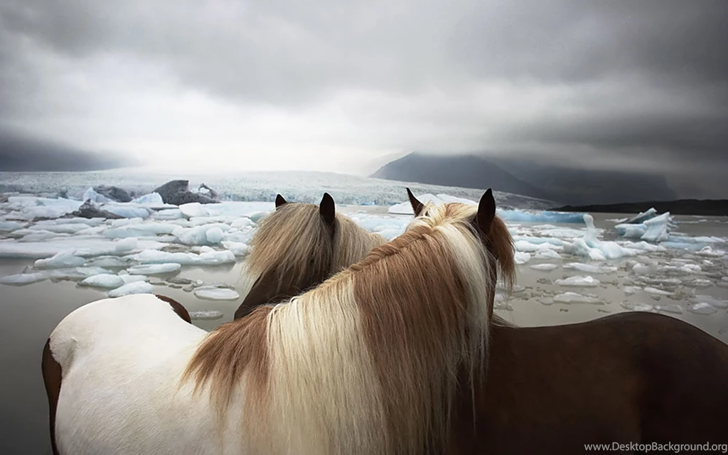 Desktop Wallpapers · Gallery · Windows 7 · Horses Romantic Theme ...