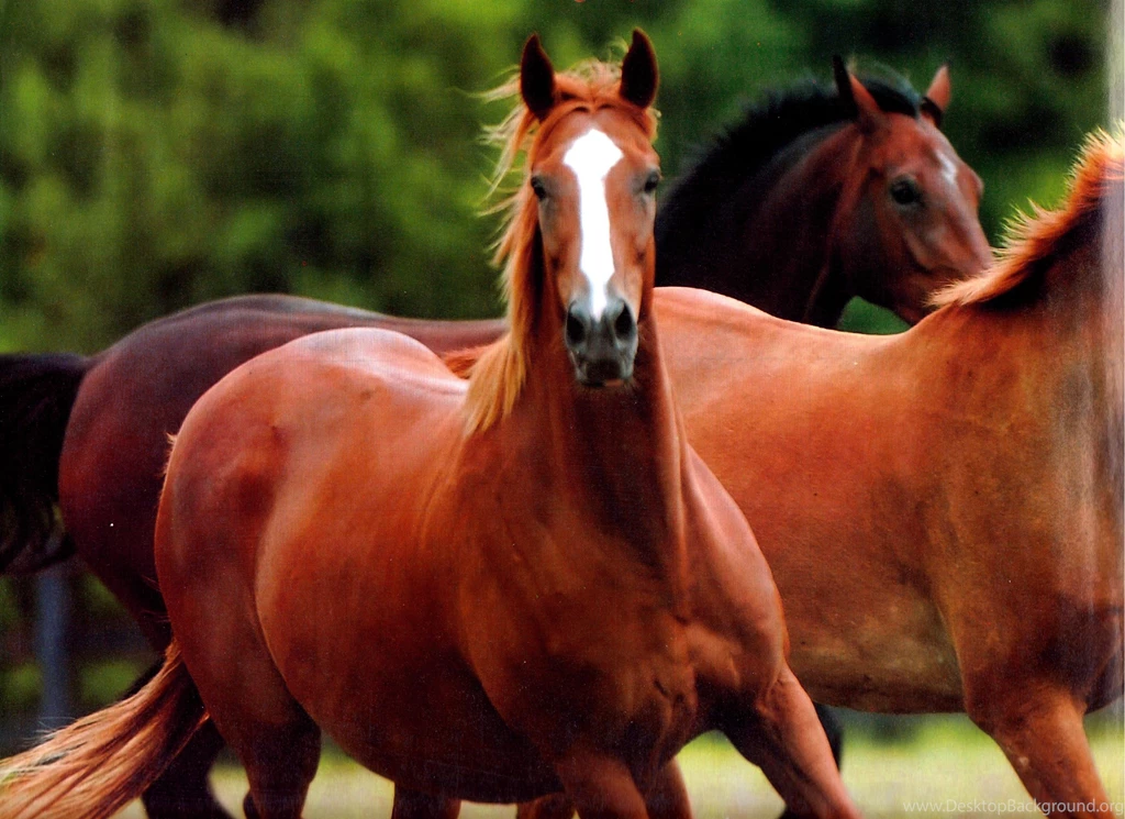 Running Horses Beautiful Chestnut Horse Herd Horses Free Desktop ...