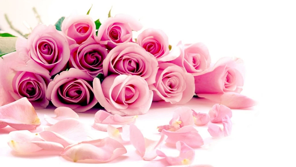 3840x2400px Pink Rose Wallpapers Free Download