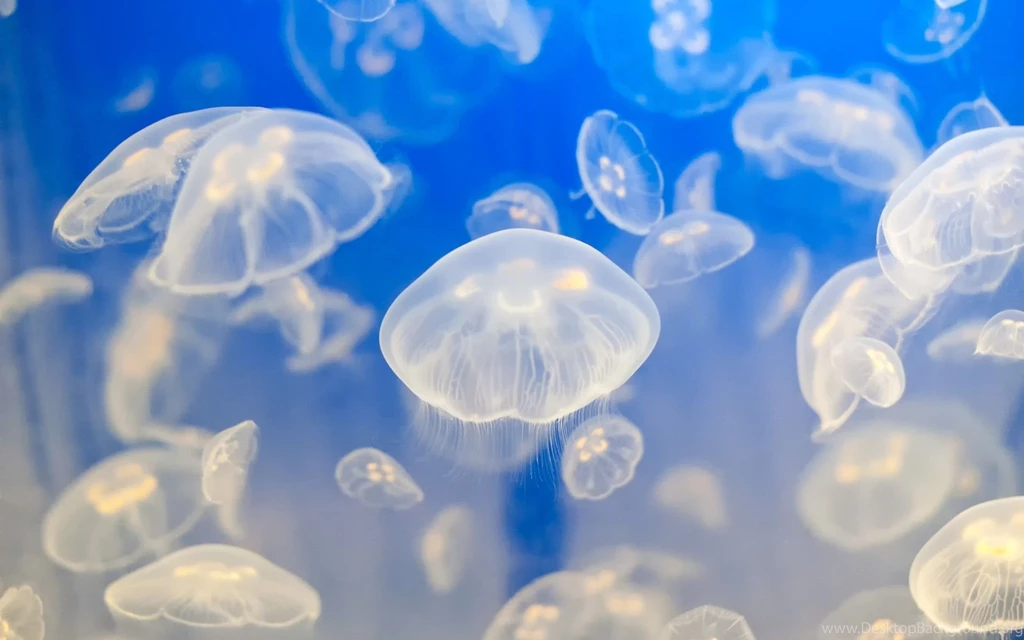 Ocean life wallpaper 30943 31674 hd wallpapers The Technology Pool