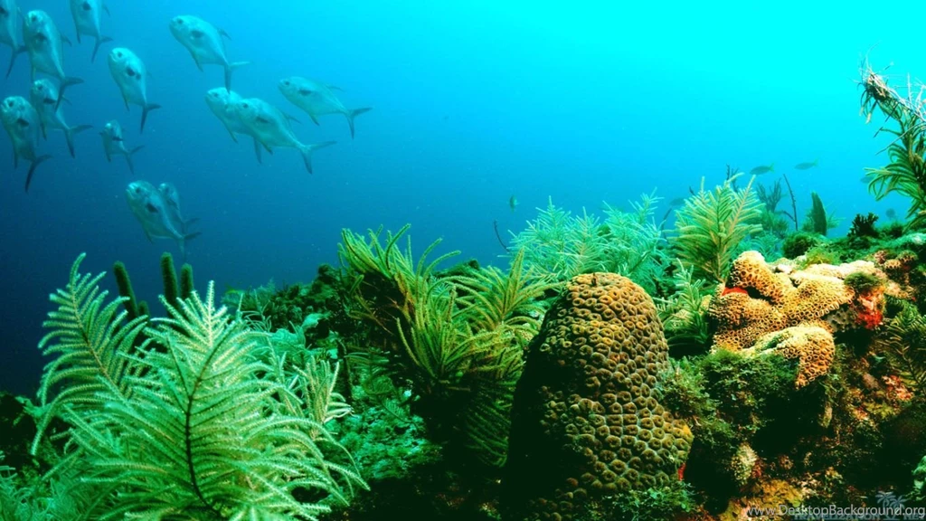 Wonderful World Of Ocean Life Wallpapers