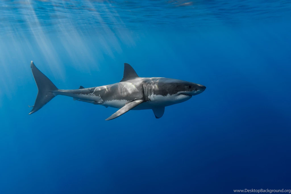 Great White Shark : Wallpapers