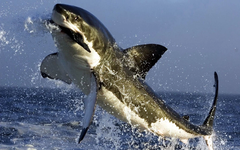 Pics, Facts, Funny Stuff About Animals & Nature Shark Fish Wallpapers