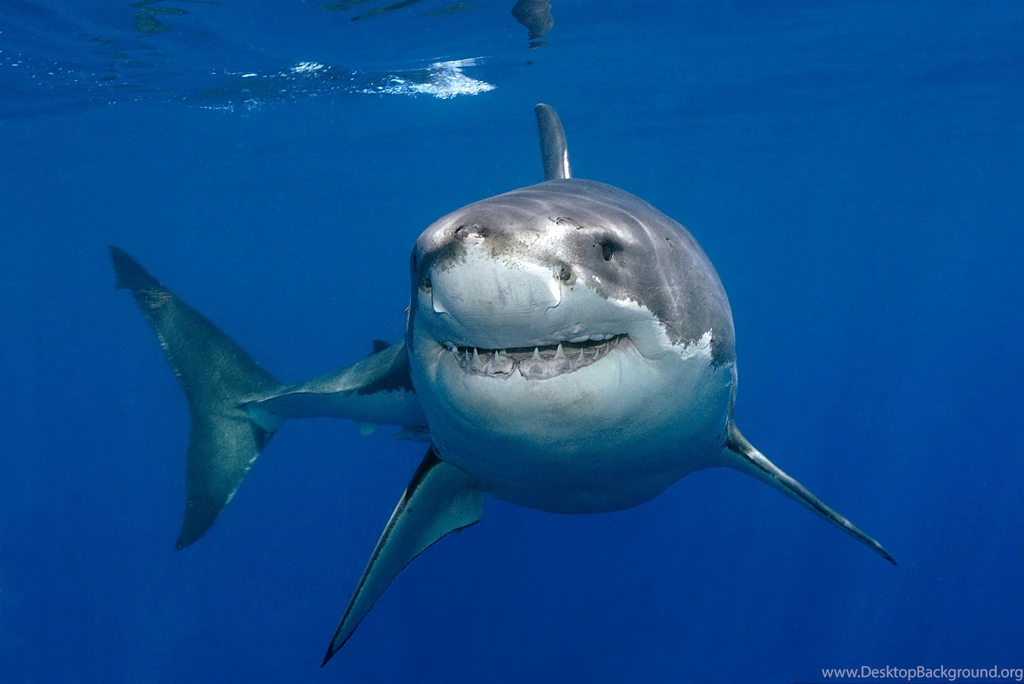Great White Shark Clipart   Wallpaper.