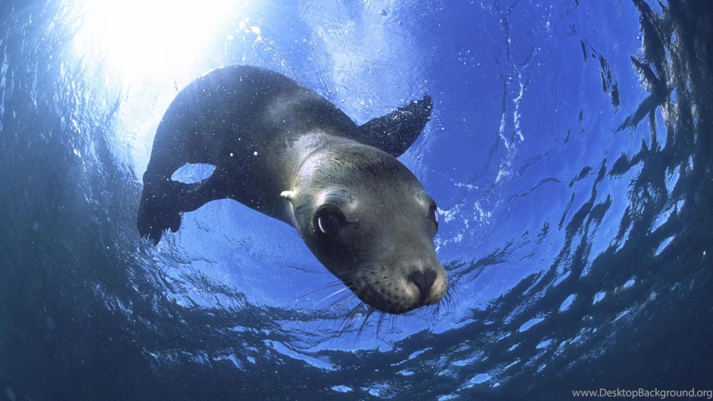 Ocean Life HD Wallpapers 25 : HD Wallpaper, Backgrounds Wallpapers