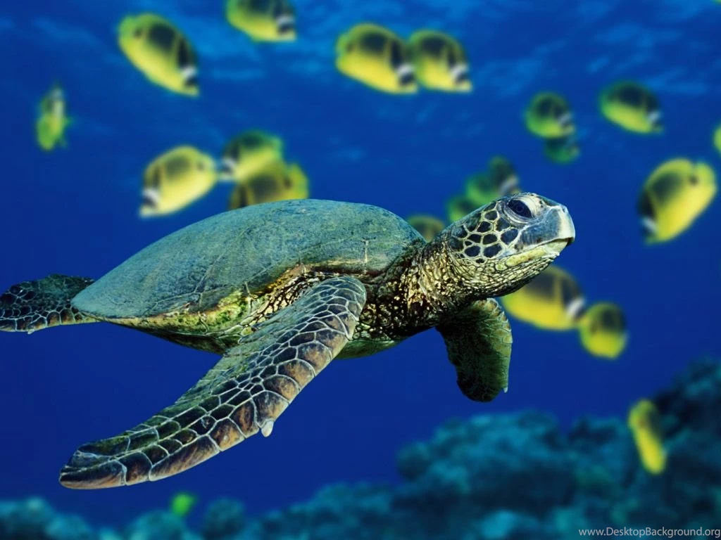 Sea Life sea life wallpaper.jpg
