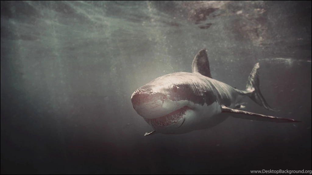 5 Most Deadliest Fishes In The World   Kool Wallpapers