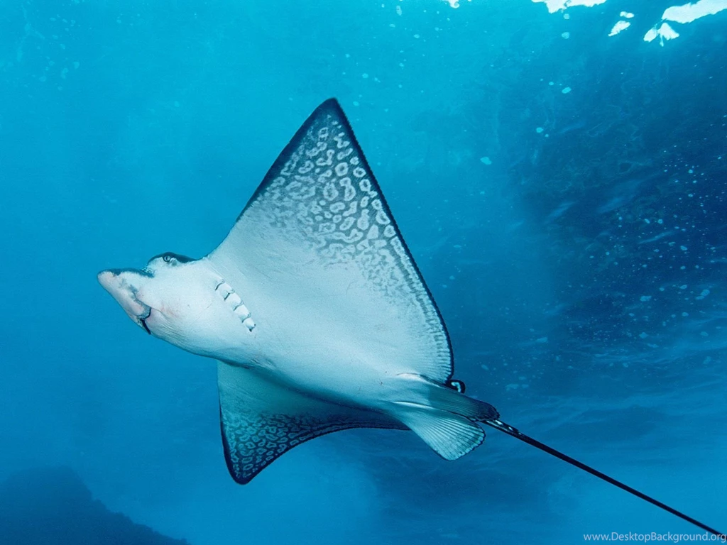 Underwater Animals