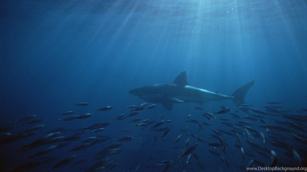 Islands South Australia Neptune Great White Shark Wallpapers ...