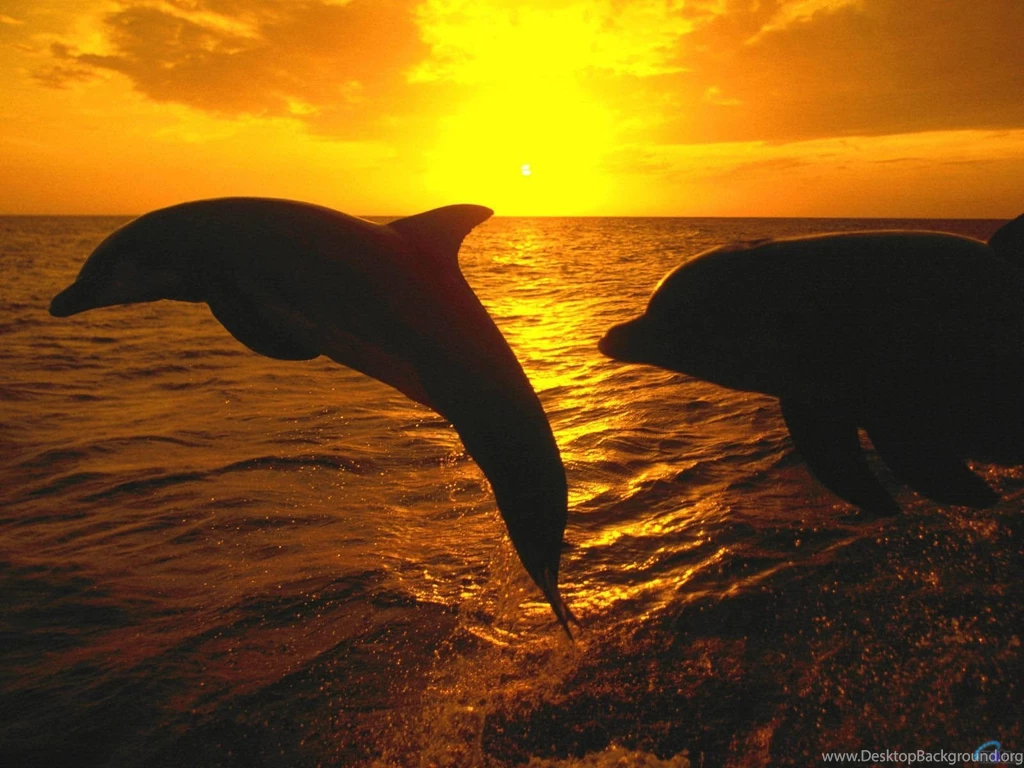 Ocean Life Wallpapers 35 Beaches Rivers Oceans Photography ...
