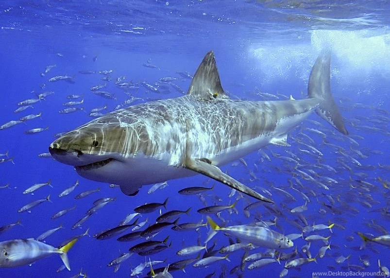 Great White Sharks Clipart Wallpaper.