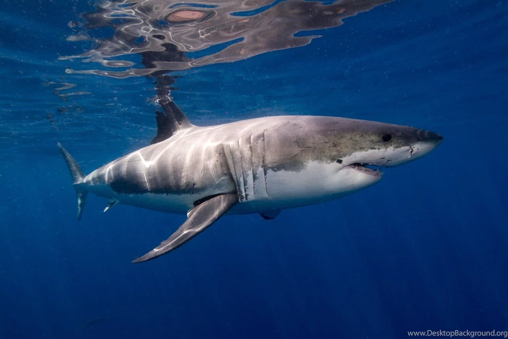 5700x3799px Great White Shark Wallpapers