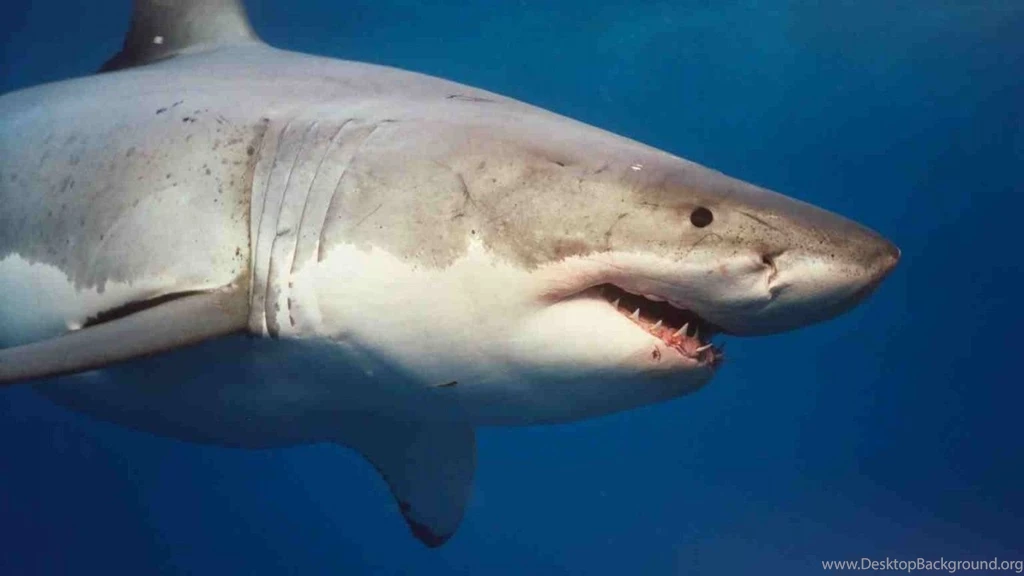 Sharks Wallpapers Page 2: Shark White Attacks High Quality Picture ...