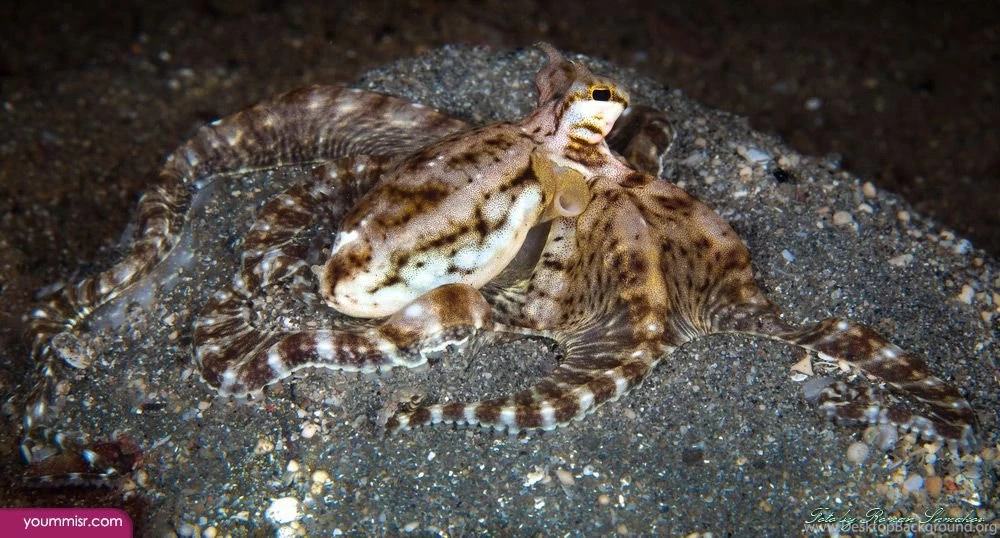 All Sea fish 2015 wallpaper great white shark facts 3.jpg