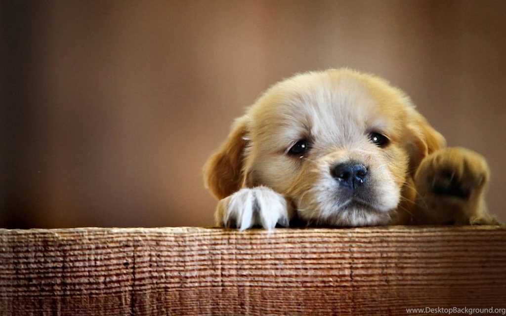 Puppy Dogs Pictures+