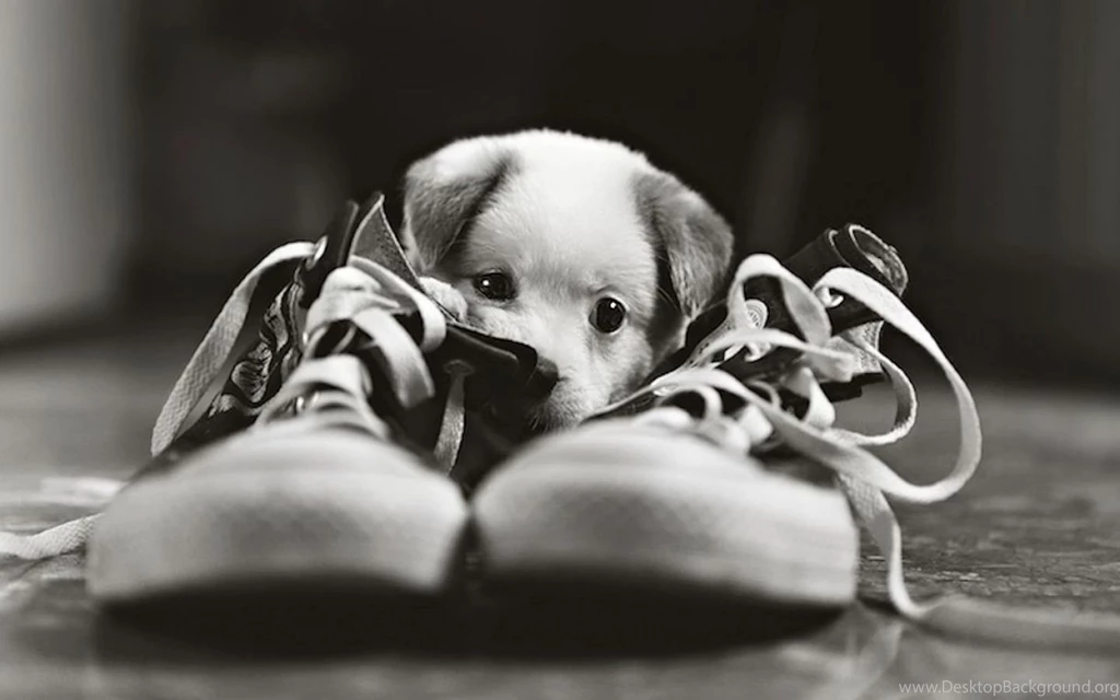 Pictures Of The Cutest Puppy In The World Wallpapers HD Fine