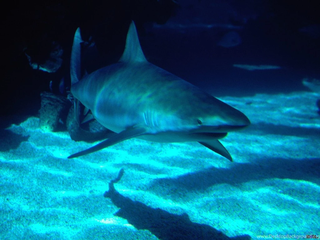 Ocean Life Wallpapers 25 Beaches Rivers Oceans Photography ...