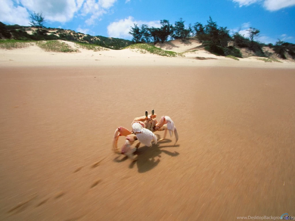 Ocean Life Wallpapers 14 Beaches Rivers Oceans Photography ...