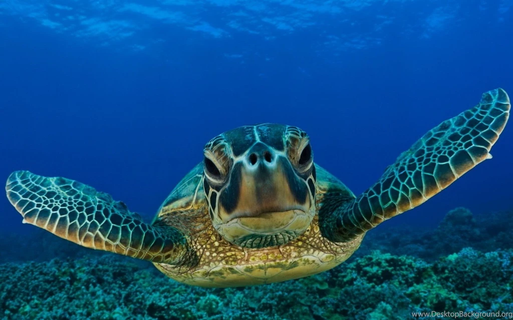 Animals Reptiles Turtles Sea Life Ocean Underwater Water Swim ...