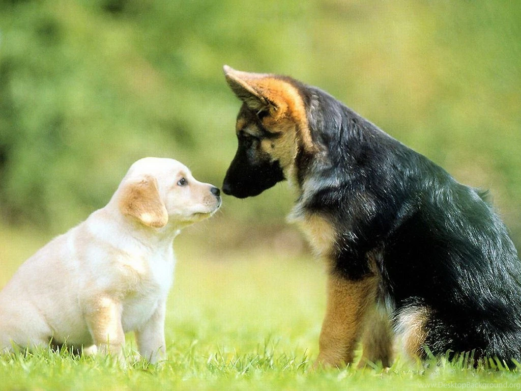 Dogs: LET TELL PUP LOVE ADORABLE DOG PUPPY CUTE Backgrounds ...