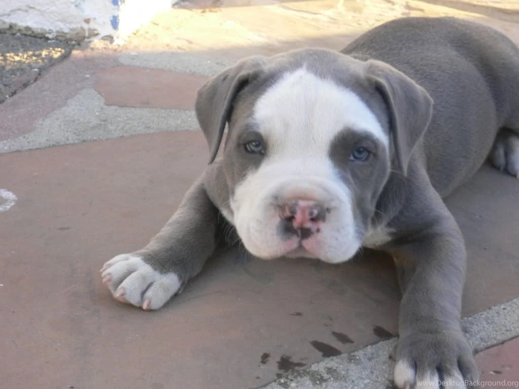 Pitbull Dog Puppy HD Wallpapers