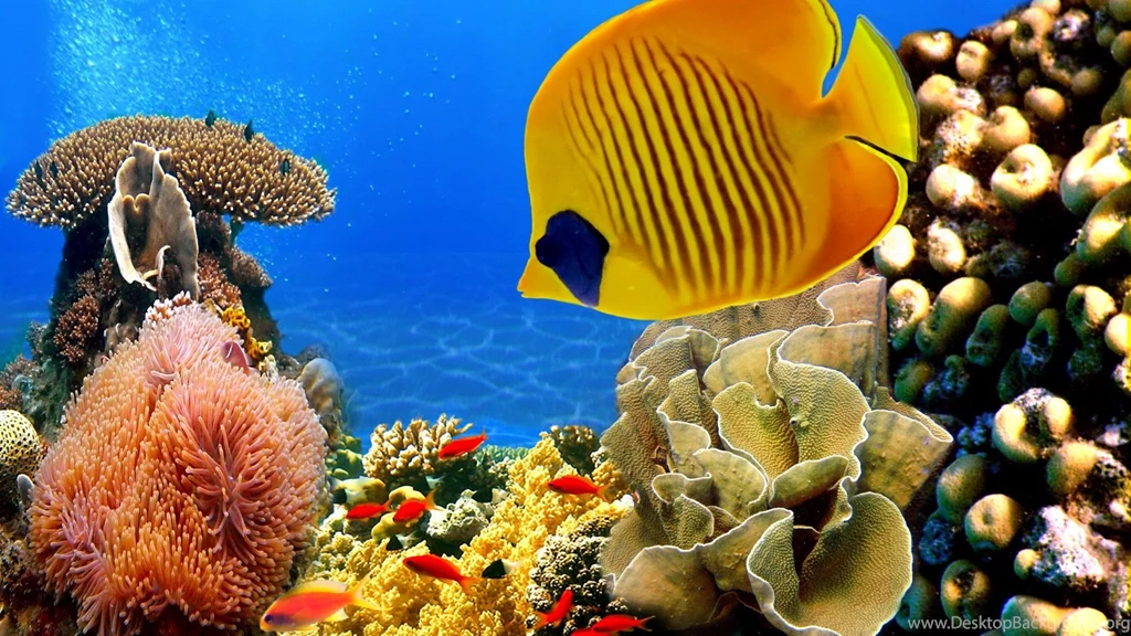 Awesome Fish Collection Images
