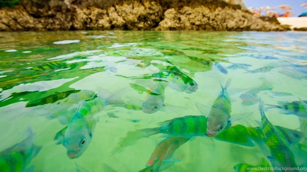 Beautiful Green Water Fish >> HD Wallpaper, Get It Now!
