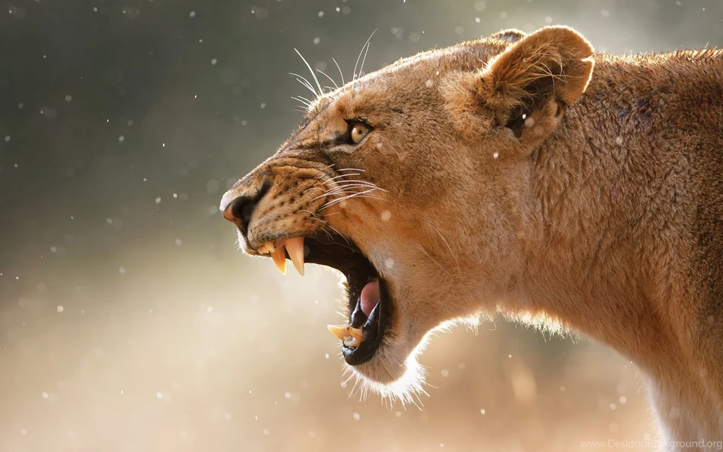 Free Download 2015 Lion HD Wallpapers 1080p