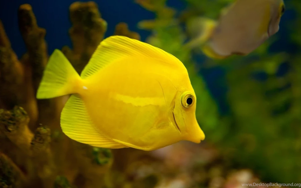 Yellow fish aqua hd wallpaper.jpg